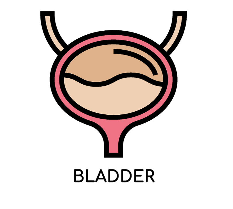 Bladder