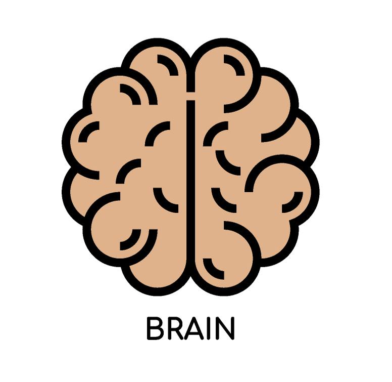 Brain