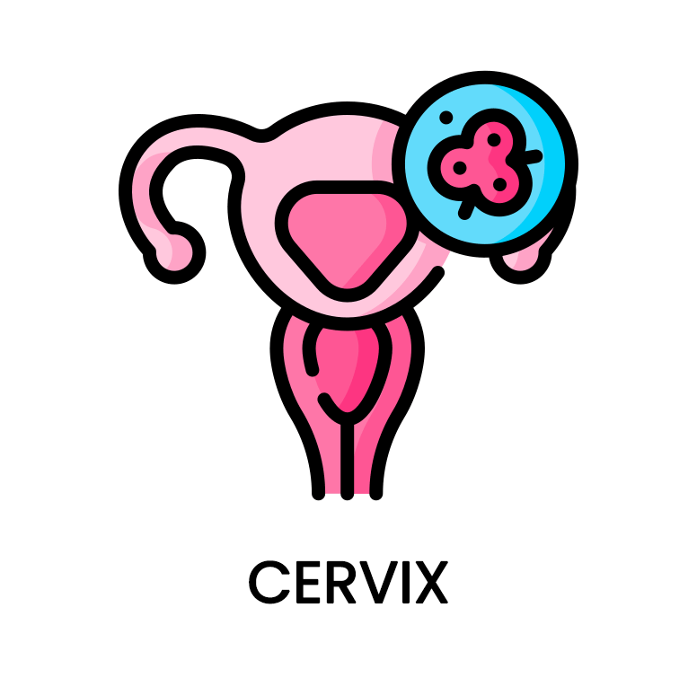 Cervix