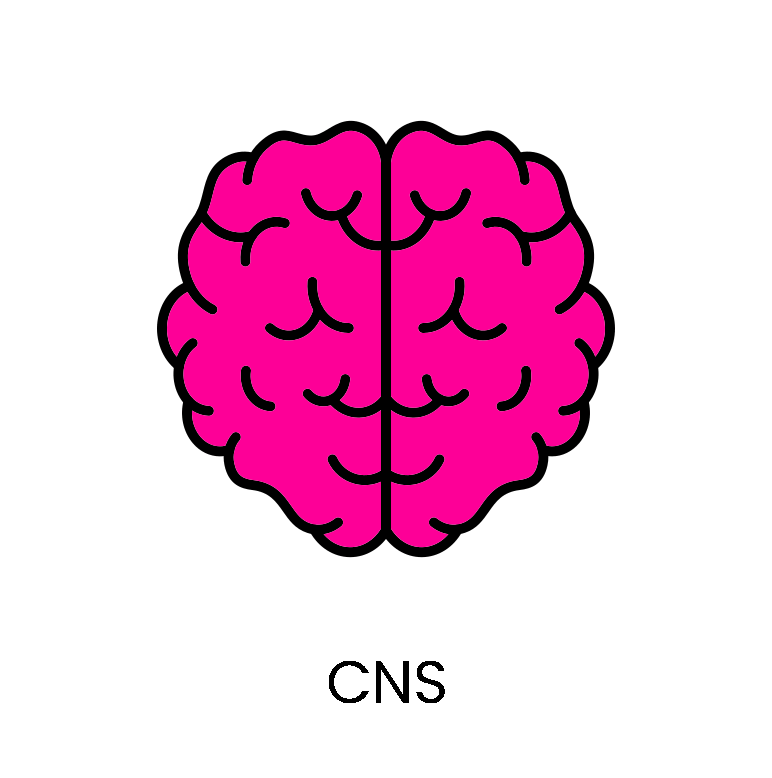 CNS