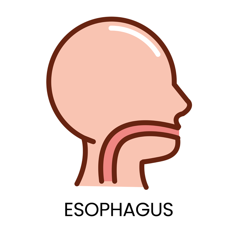 Esophagus