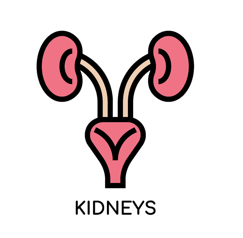 Kidney