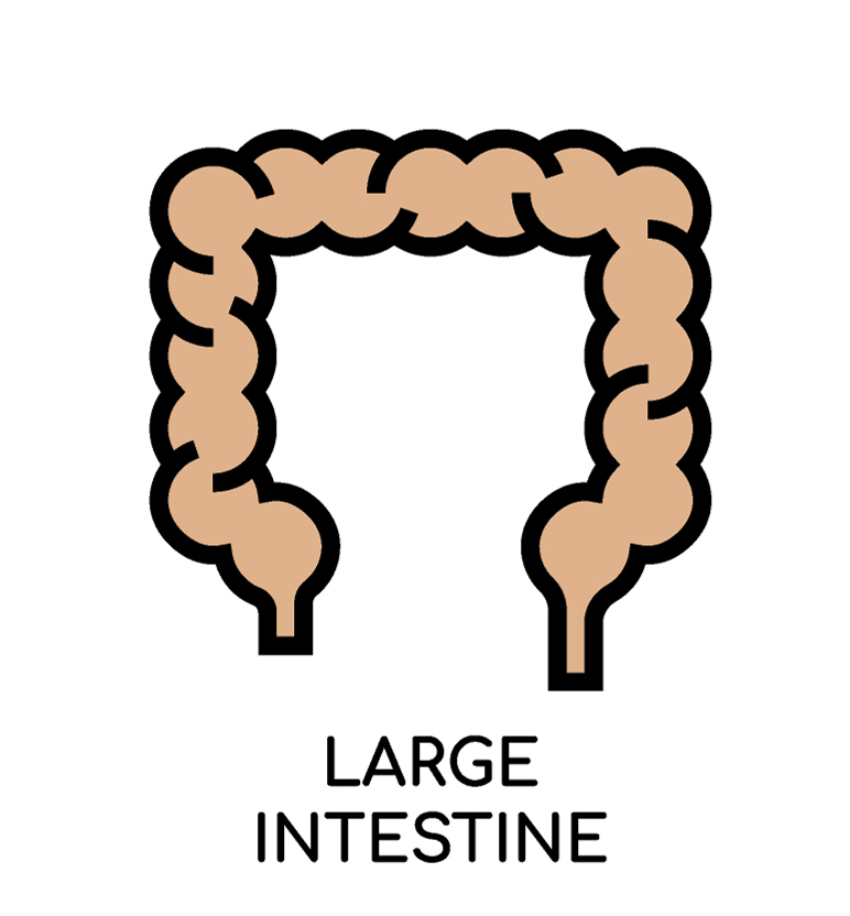 Large Intestine