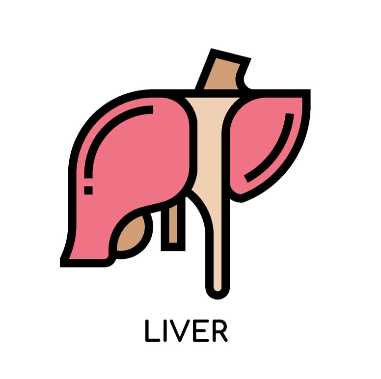 Liver