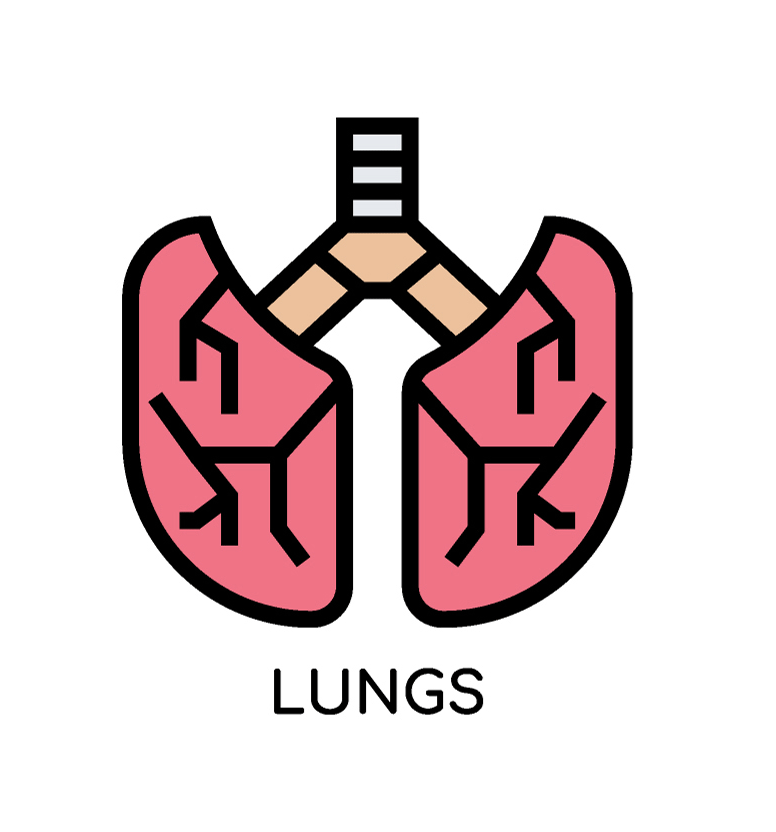 Lungs