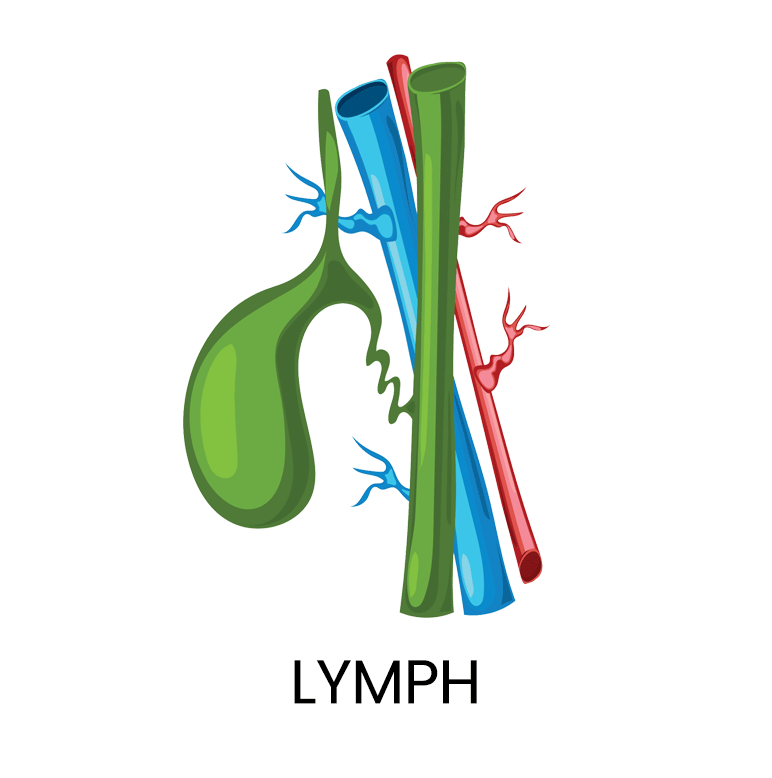 Lymph