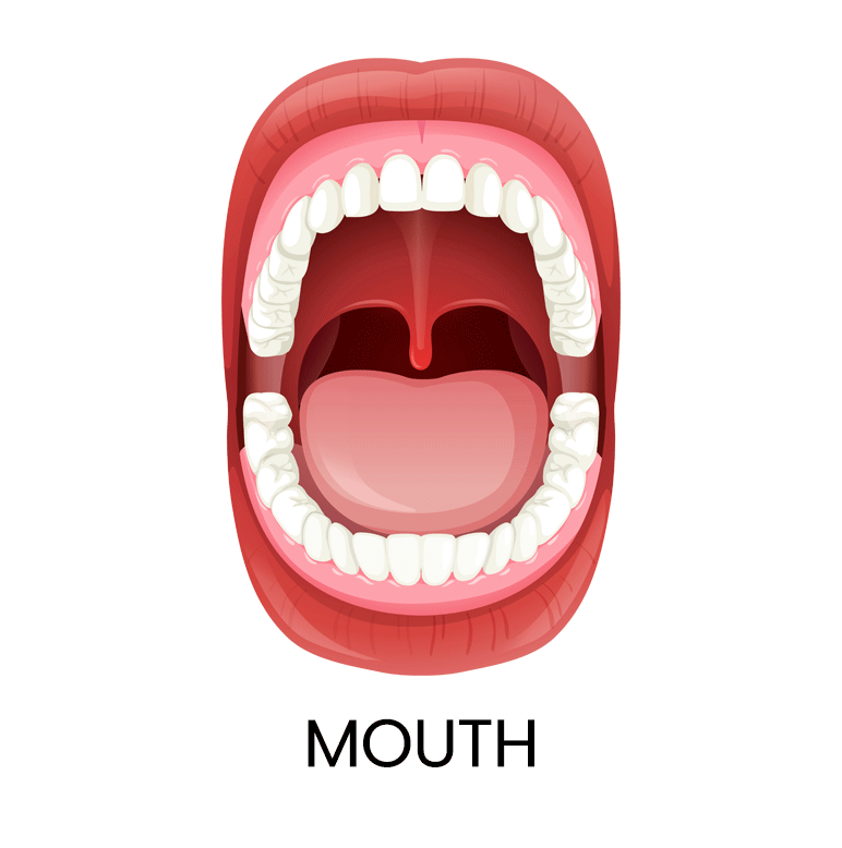 Mouth