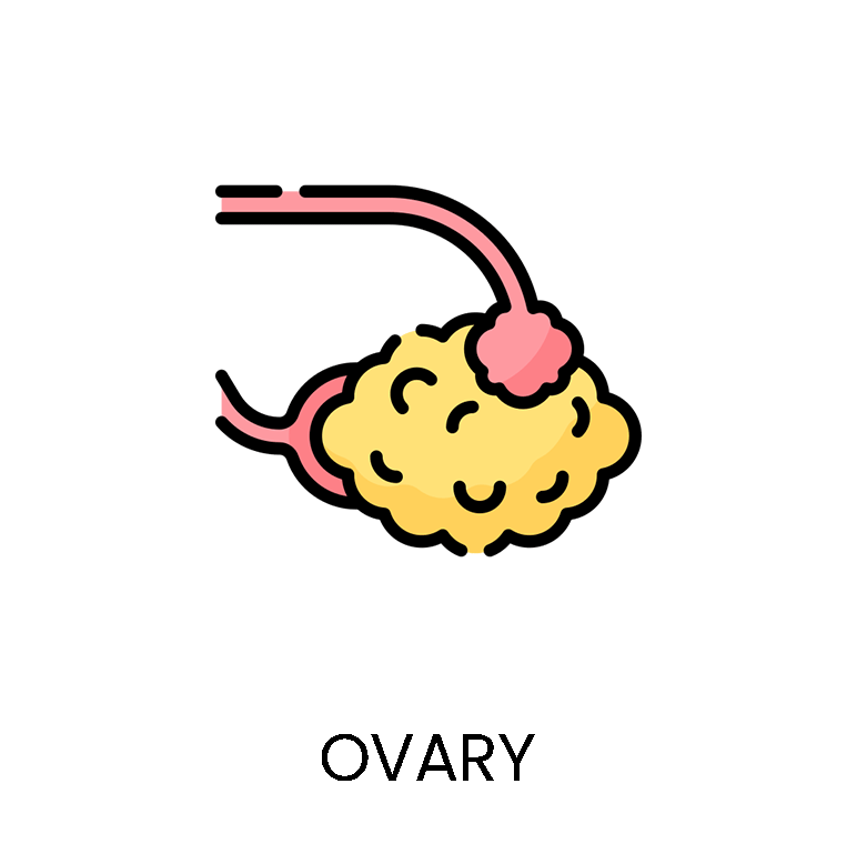 Ovary