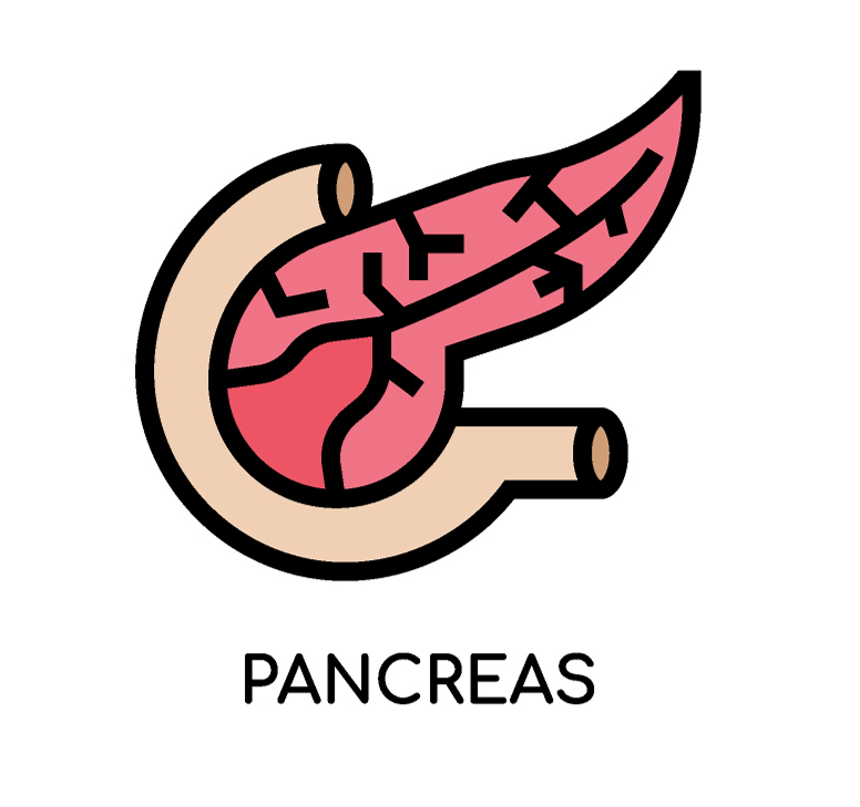 Pancreas