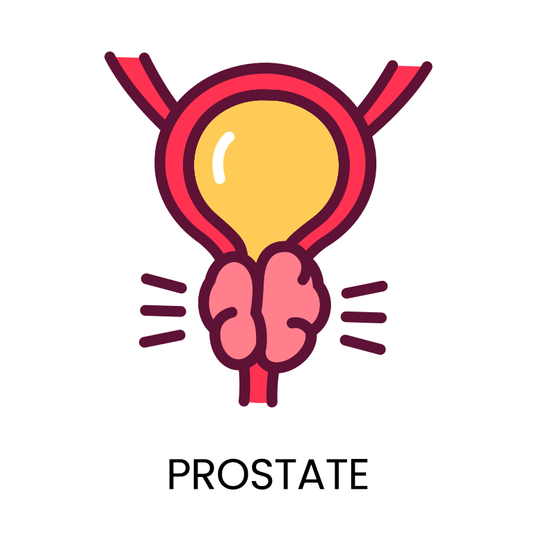 Prostate