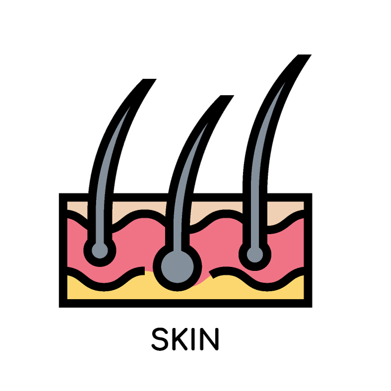 Skin