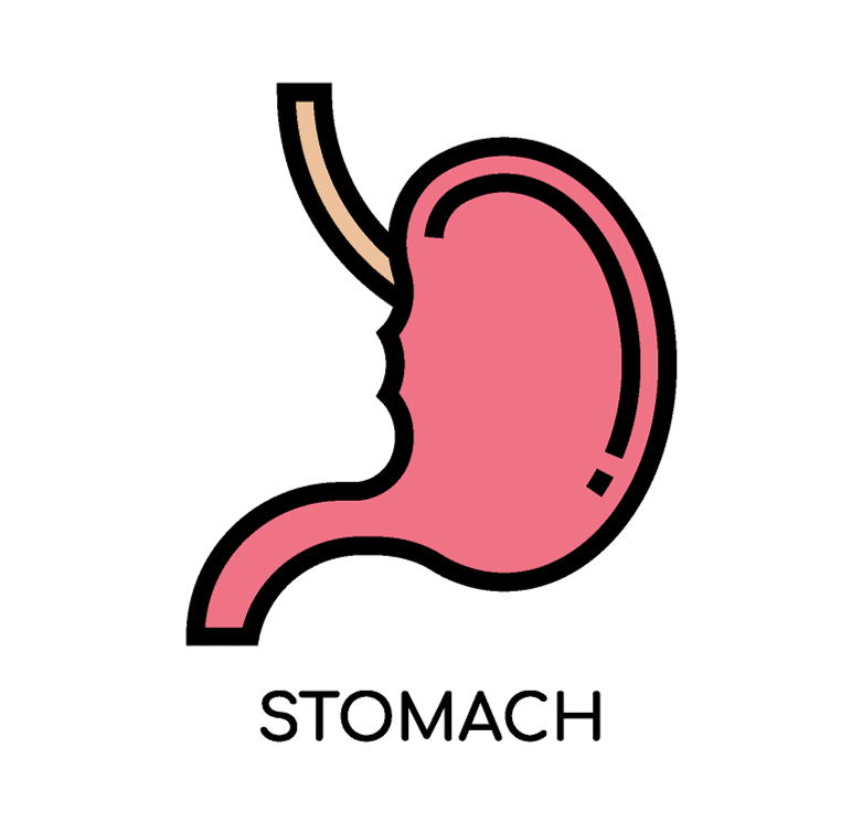 Stomach