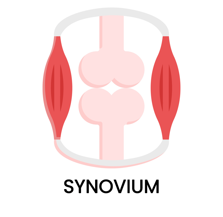 Synovium