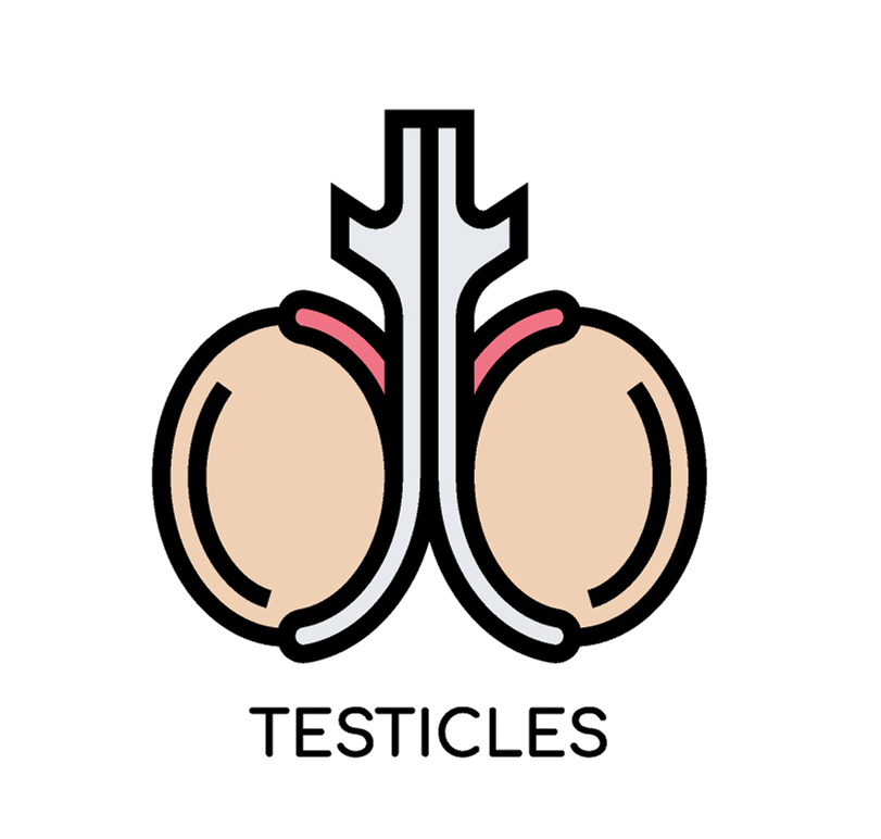 Testicles