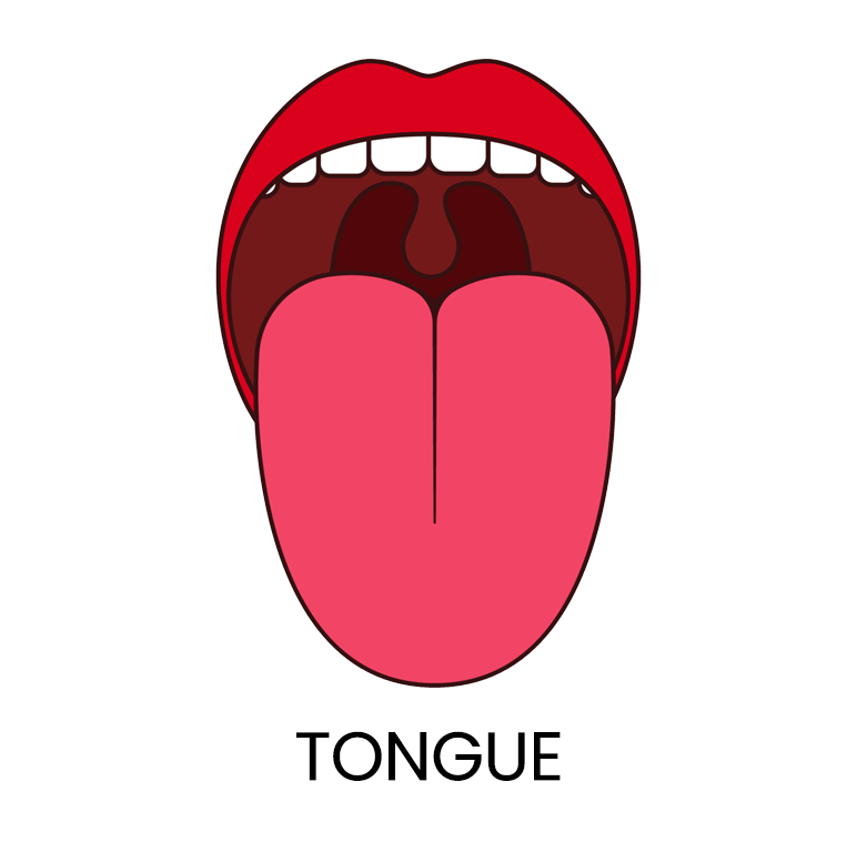 Tongue