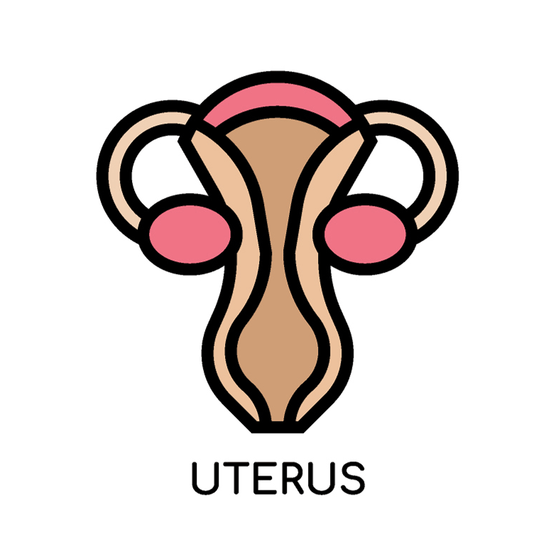 Uterus